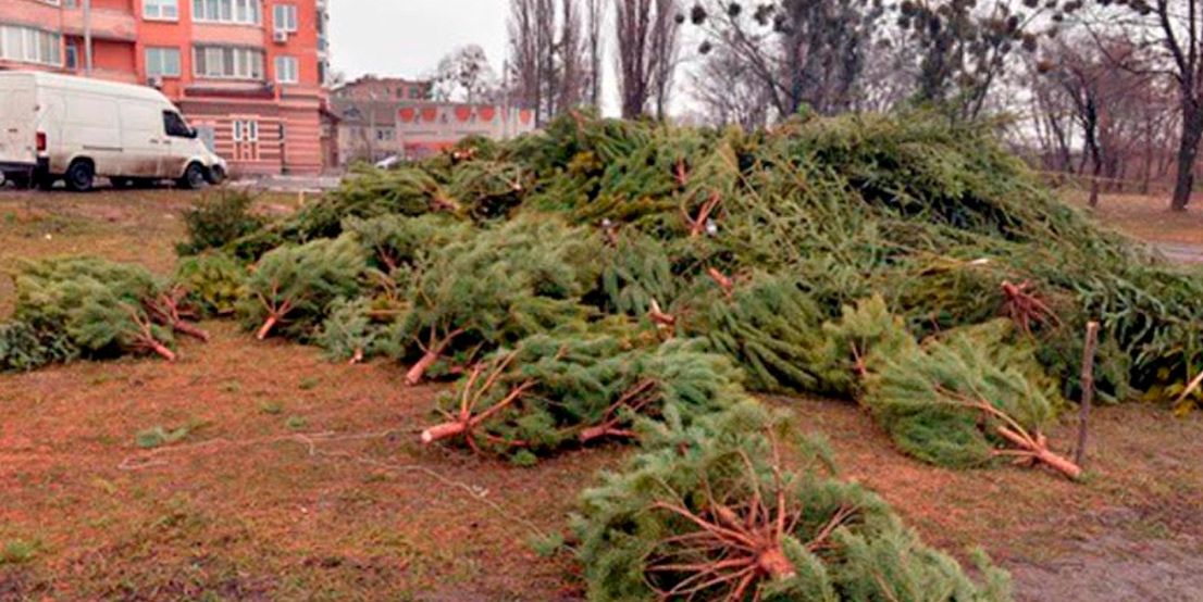 В Волгограде придумали способ утилизации новогодних елок