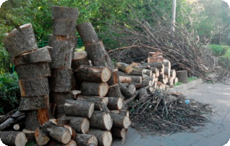 Вывоз спиленных деревьев